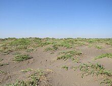 View of the desert environment in the Turpan Depression Turpan Eremophytes Botanic Garden closeup.jpg