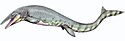 Tylosaurus. Tylosaurus pembinensis 1DB.jpg