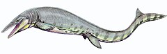 Tylosaurus was a large mosasaur, carnivorous marine reptiles that emerged in the late Cretaceous.