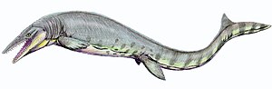 Tylosaurus pembinensis from the Campanium of Kansas