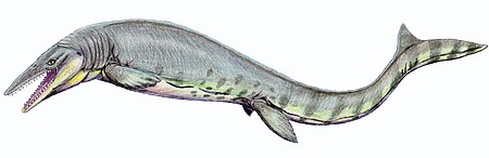 Tập_tin:Tylosaurus_pembinensis_1DB.jpg