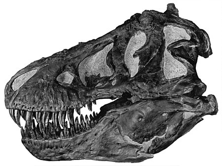 Tập_tin:Tyrannoskull.jpg