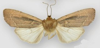 <i>Ufeus felsensteini</i> Species of moth