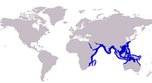 Ulua mentalis Distribution.png