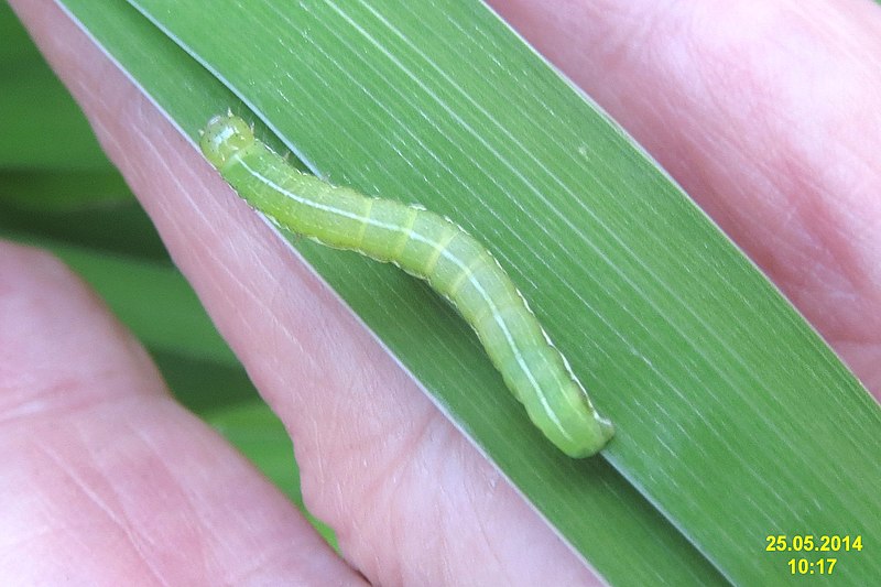 File:Unid. caterpillar (NH266) (14525637935).jpg