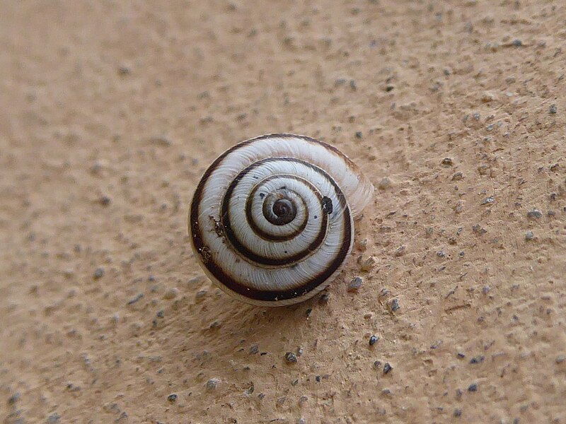 File:Unidentified snail Lucca.jpg