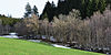 Different vegetation on the banks of the Rötelbach.jpg