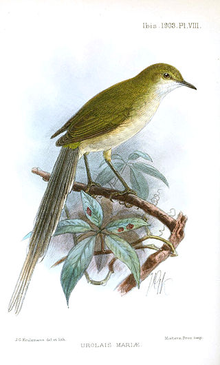 <span class="mw-page-title-main">Green longtail</span> Species of bird