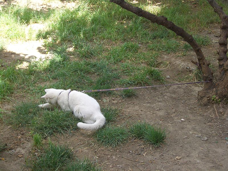 File:VM 5585 Lanzhou white cat.jpg