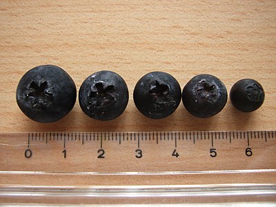 A selection of blueberries, showing the typical sizes of the berries. The scale is marked in centimeters.