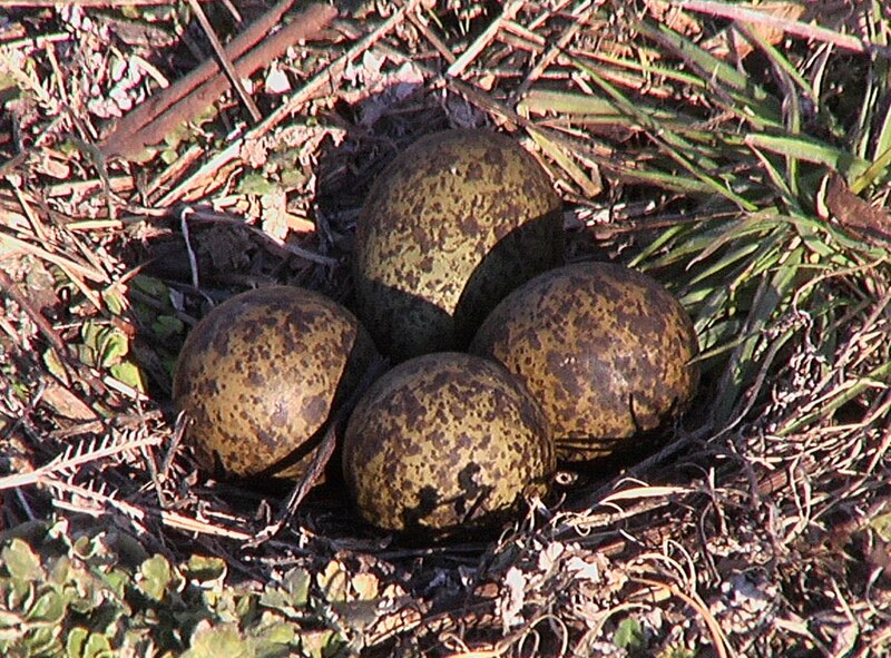 File:Vanellus miles (Masked Lapwing) -eggs-6.jpg