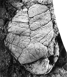 Sebuah Ventogyrus fosil