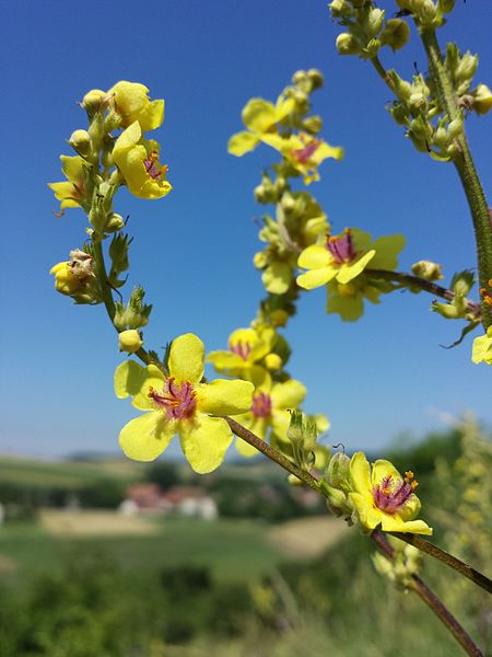 File:Verbascum chaixii subsp. austriacum sl4.jpg