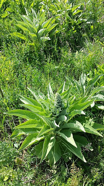 File:Verbascum speciosum sl19.jpg