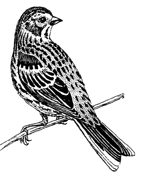 File:Vesper Sparrow (PSF).png