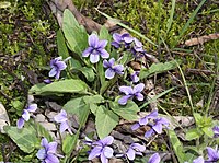 Viola Yedoensis
