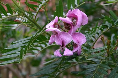 Virgilia divaricata