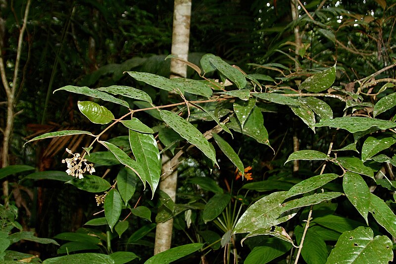 File:Vismia latisepala (Hypericaceae) (50005348432).jpg