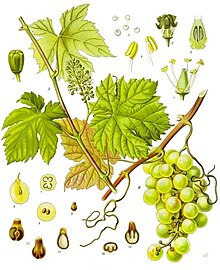 Vitis vinifera - Köhler–s Medizinal-Pflanzen-145.jpg