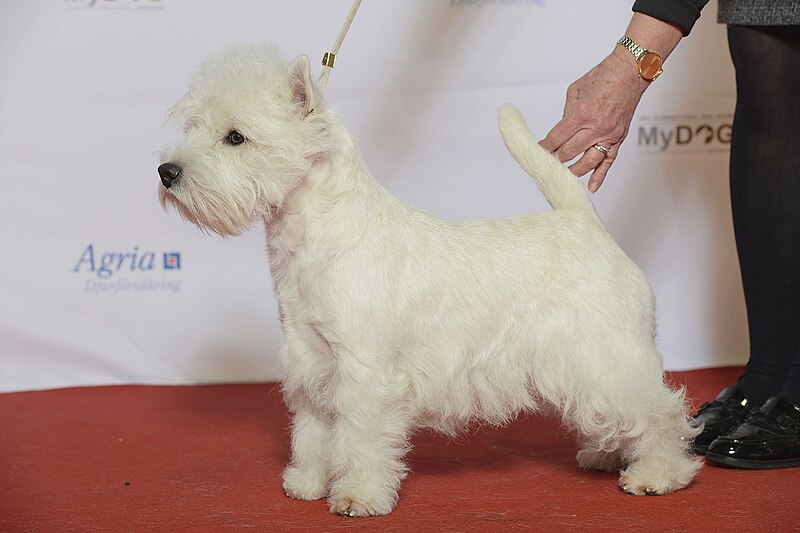 File:WEST HIGHLAND TERRIER, Westicon Highland Knight (24290878175).jpg