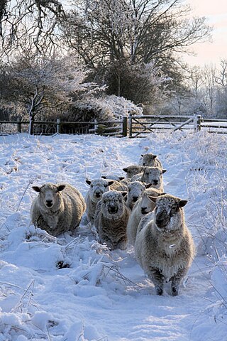 <span class="mw-page-title-main">Ryeland</span> Breed of sheep