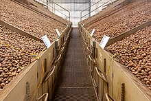 Walnuts in a nut huller and dehydrator near Willows Walnuts in a nut huller and dehydrator-9482.jpg