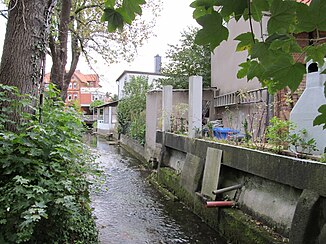 Warne in Alfeld nördlich der Häuser am Warneweg