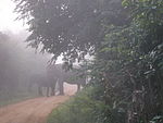 Wasgamuwa elefant.jpg