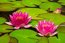 Water lilies in Ontario, Canada Water Lilies Canada 0517.jpg