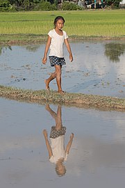 Water reflection of a girl walking in the paddy fields of Don Puay