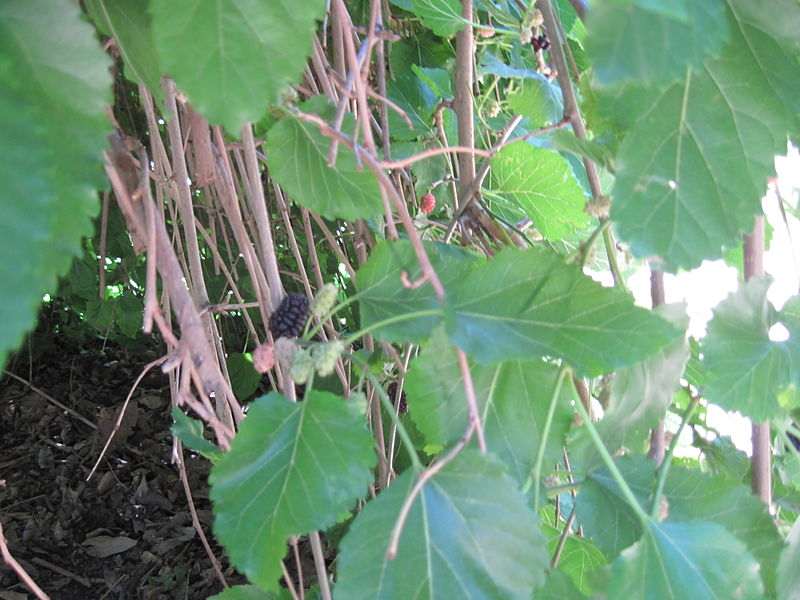 File:Weeping Fruiting Mulberry2.JPG