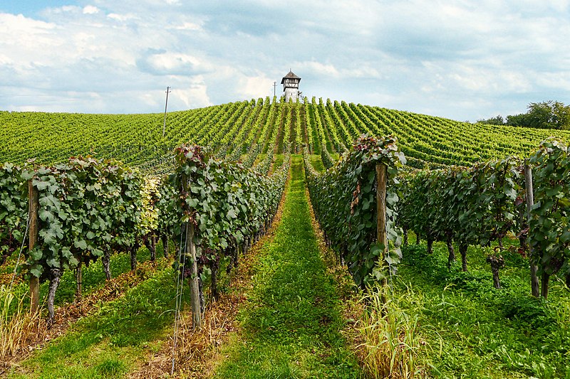 File:Weinberg bei Hagnau.jpg