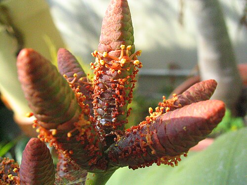 Welwitschia flowers.jpg