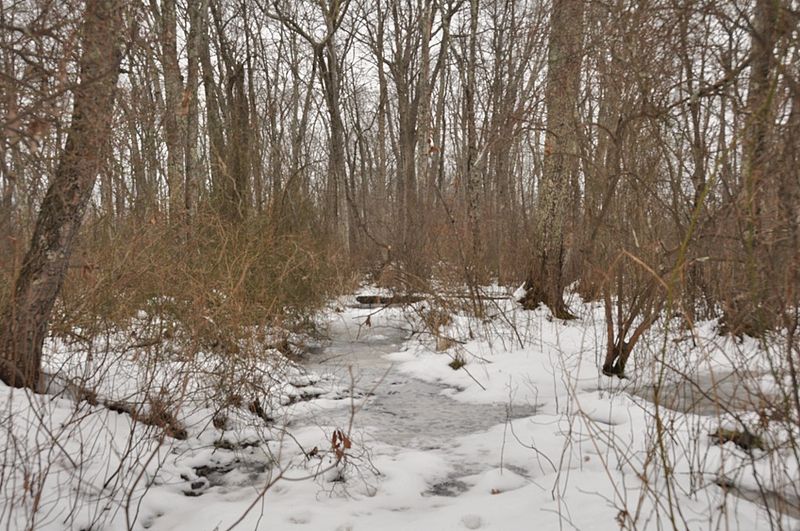 File:WestboroughMA CedarSwampWinter.jpg