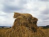 American wheat