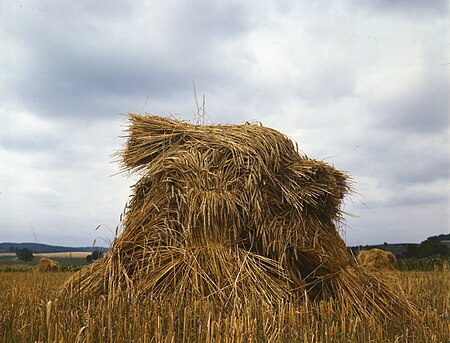 Tập_tin:WheatPennsylvania1943.jpg