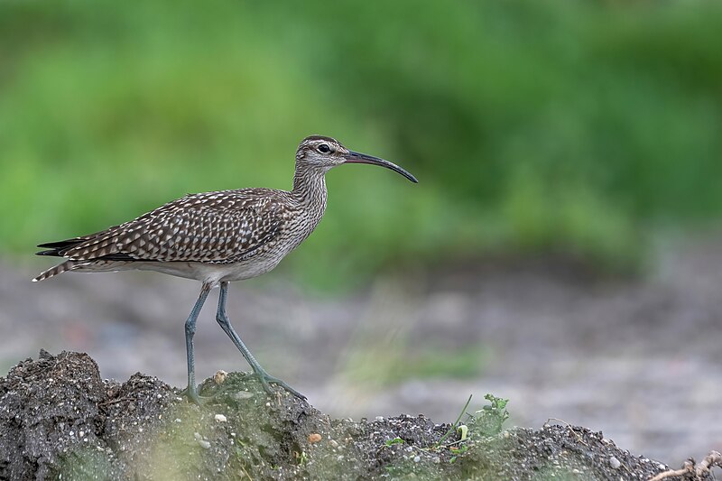 File:Whimbrel3.jpg