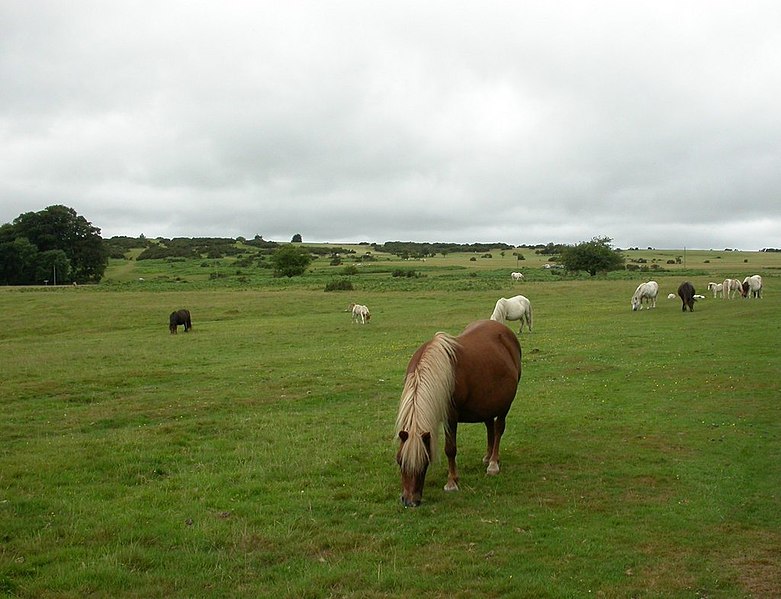 File:Whitchurch, ponies - geograph.org.uk - 1986619.jpg