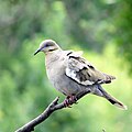 White-winged Dove (18378424889).jpg