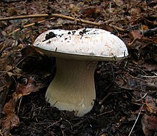 Weißer König Bolete (229637275).jpg