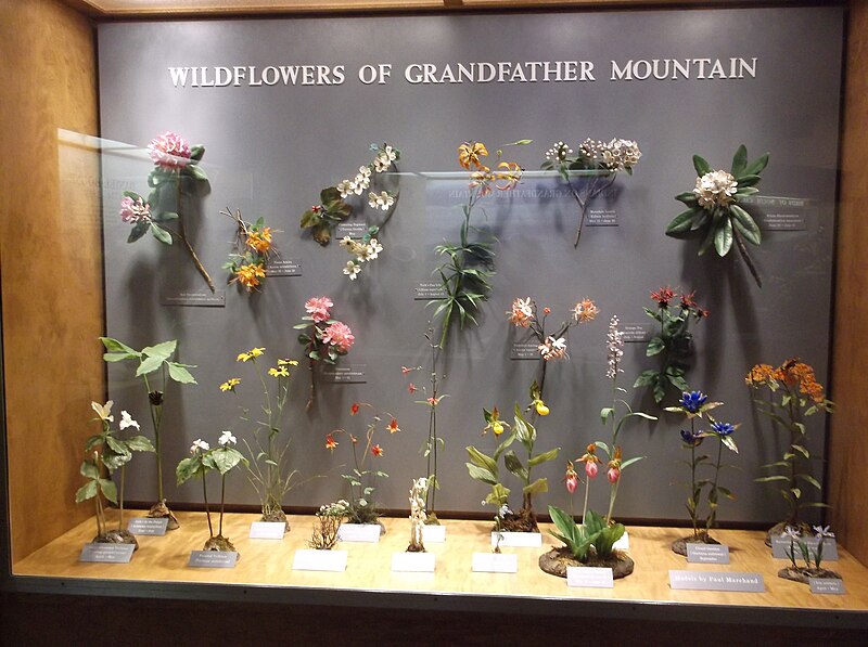 File:Wildflowers of Grandfather Mountain display.jpg