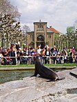 Otaria al Wilhelma Zoo di Stoccarda, Germania