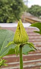 Winter Melon Flower.jpg