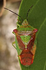 Miniatura para Acanthosoma