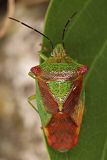 <i>Acanthosoma</i> Genus of true bugs