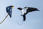 Thumbnail for File:Wire tailed swallow2 @kannur.jpg