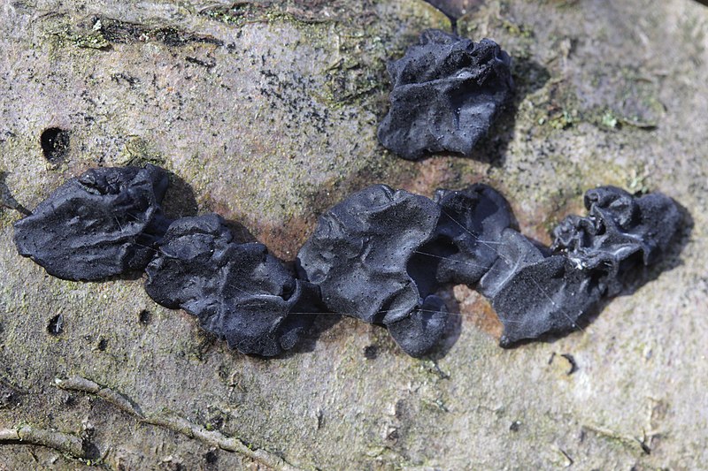 File:Witches' butter - Exidia nigricans - panoramio (2).jpg