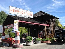 The "World's Largest Redwood Tree Service Station" in Ukiah is built largely from a massive section of Sequoia. WorldsLargestRedwoodTreeServiceStation.jpg
