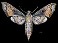 * Nomination Xylophanes zurcheri - Ventral side - Female. By User:Archaeodontosaurus --Olivier LPB 11:18, 19 March 2018 (UTC) * Promotion Good quality. --Peulle 15:14, 19 March 2018 (UTC)