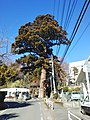 寄神社の大杉